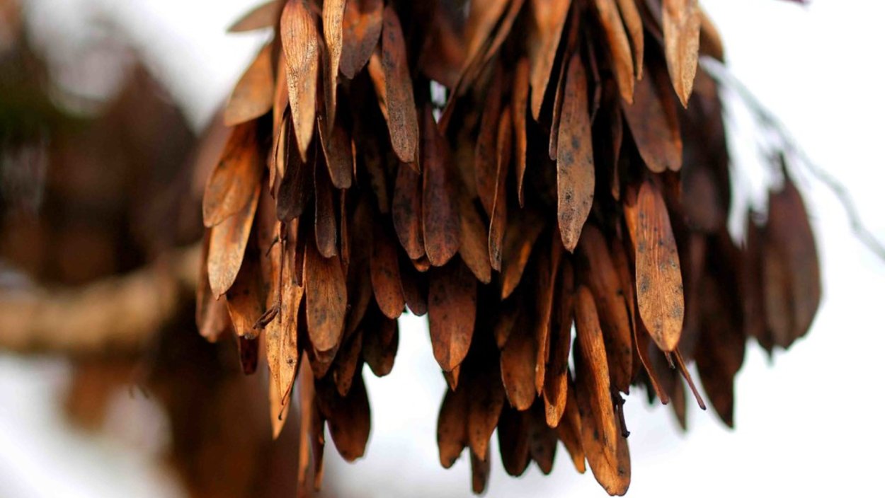 Семена Крылатки ясеня