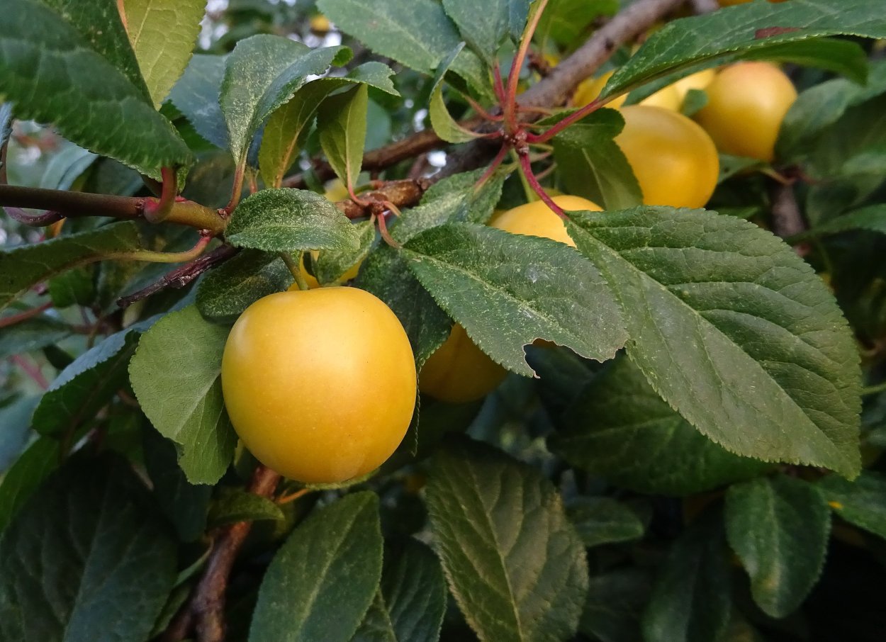 Алыча Янтарная