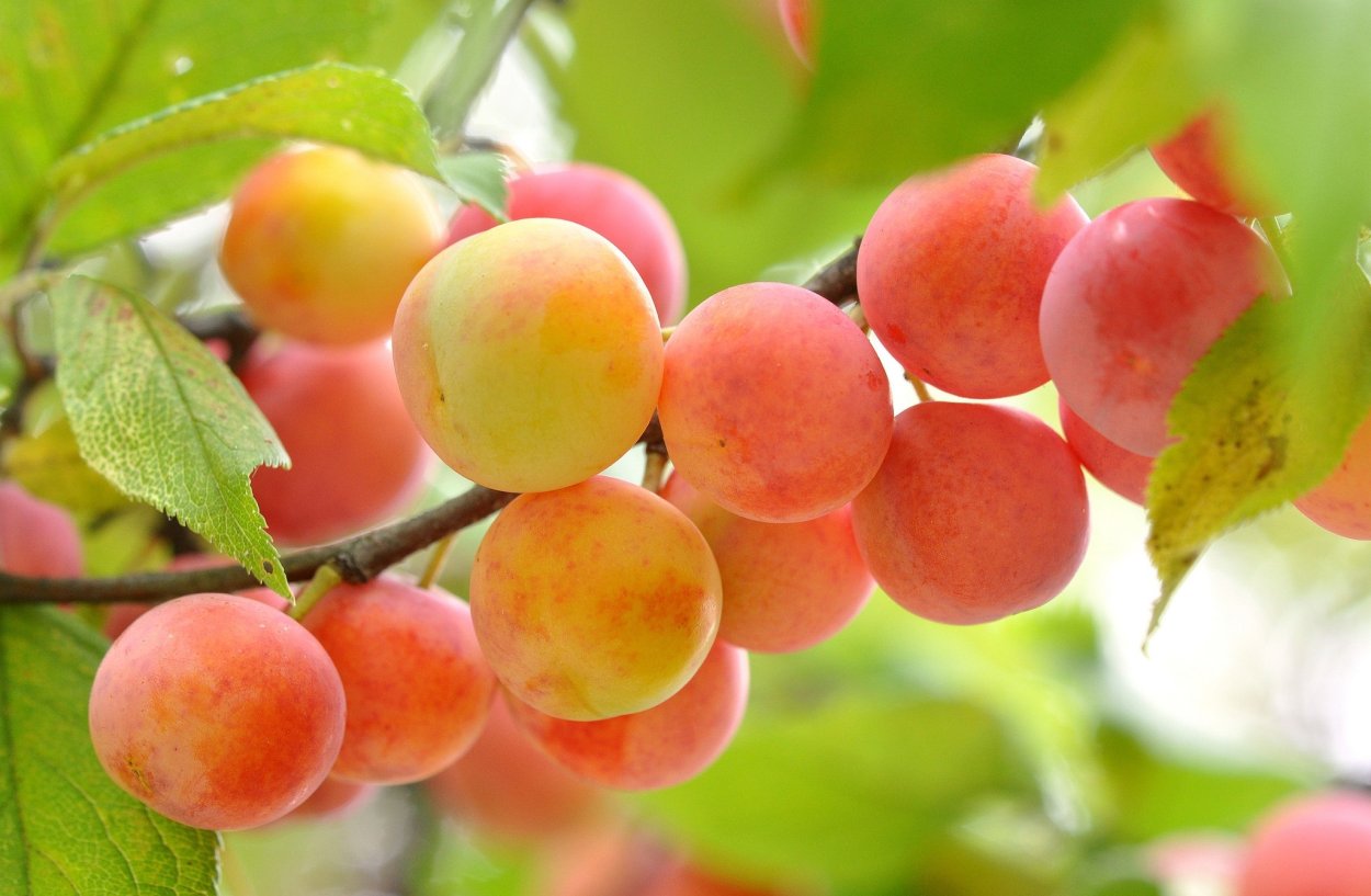 Алыча вишневидная