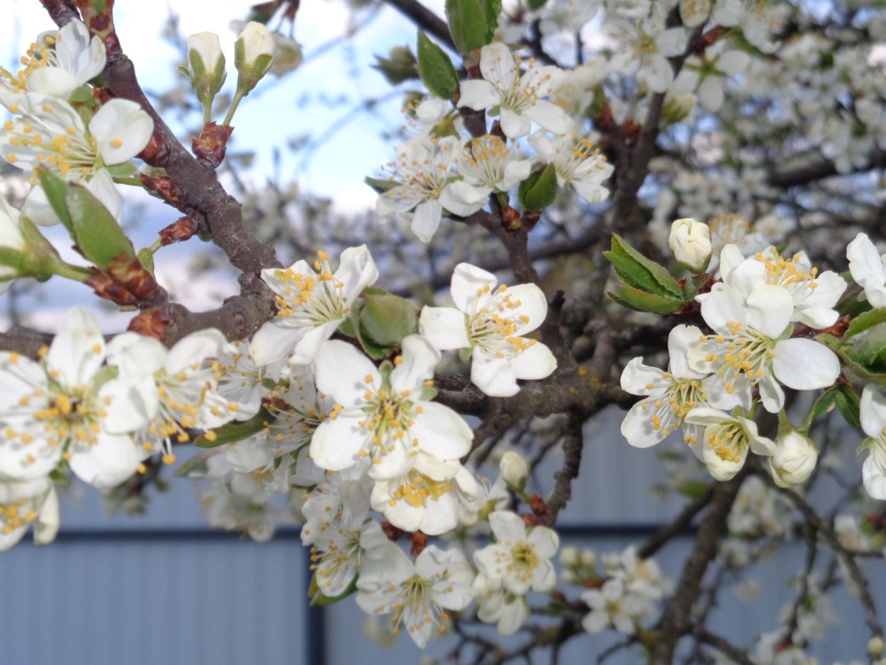 Алыча цветение