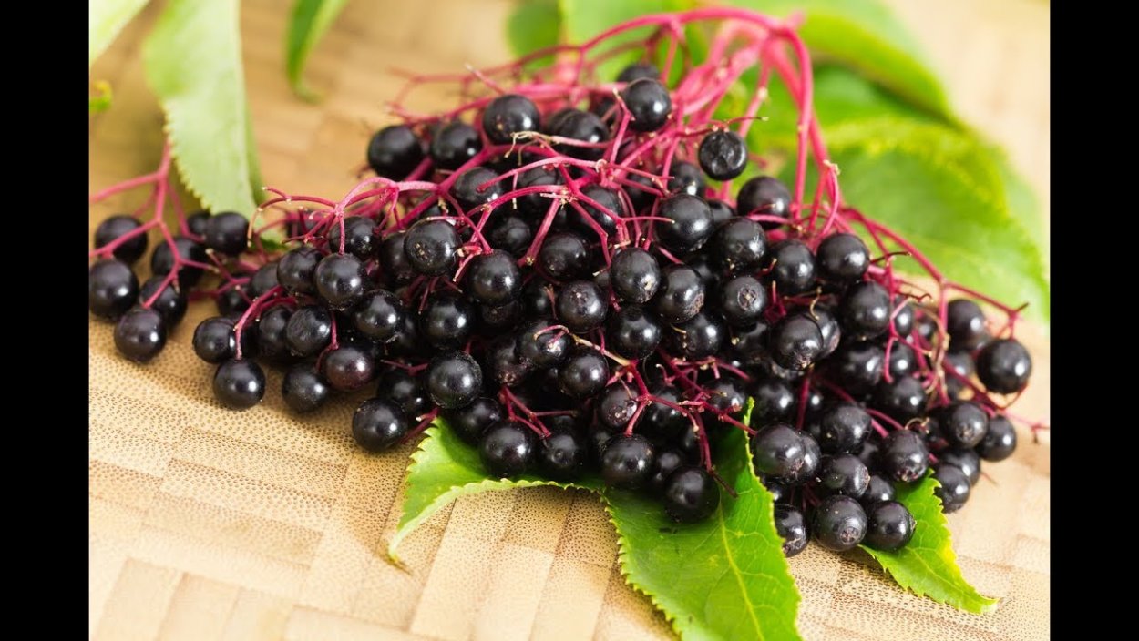 Бузина маньчжурская