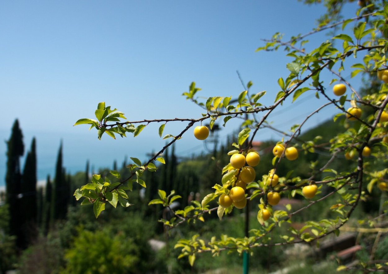 Алыча в Абхазии