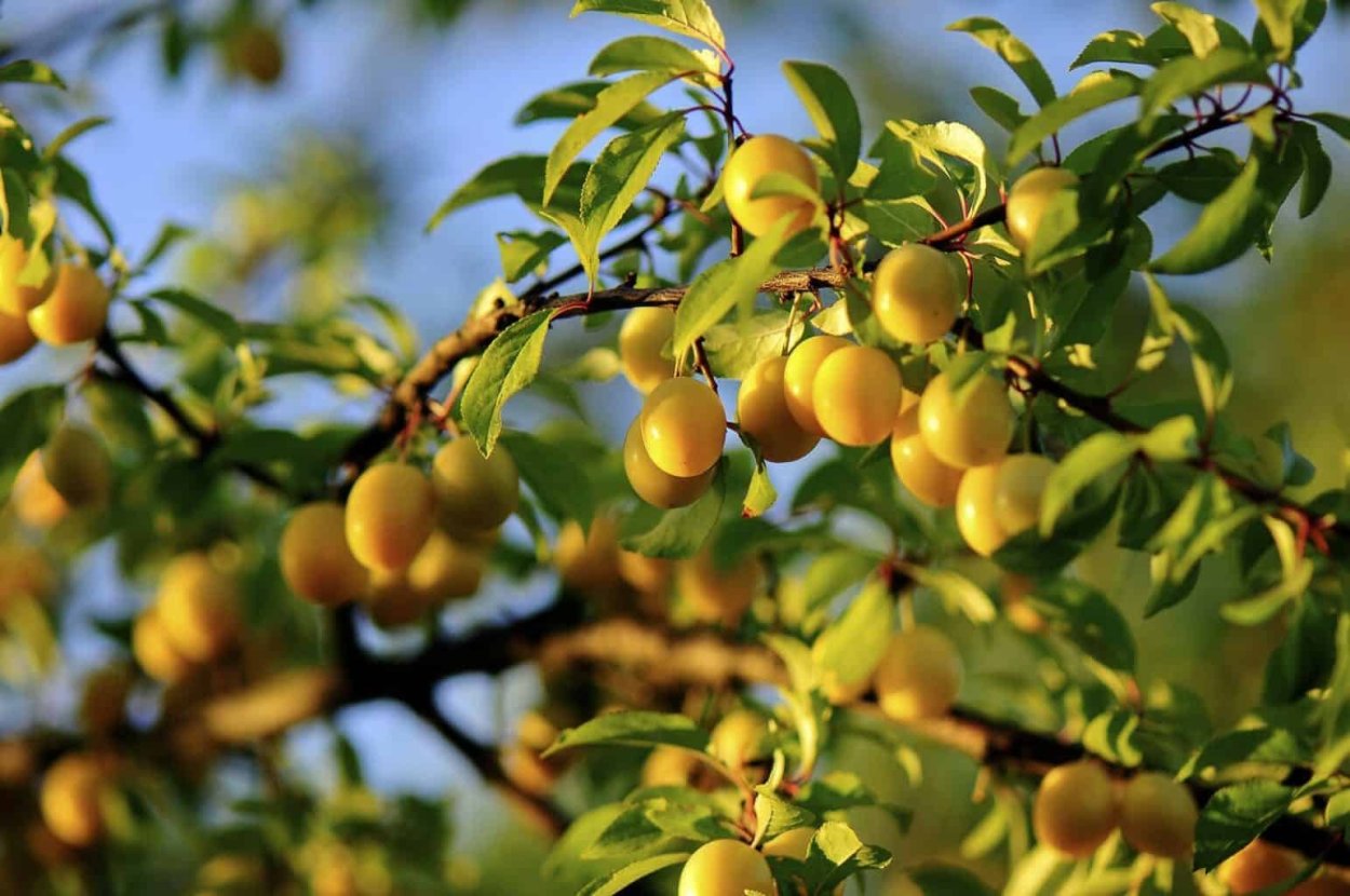 Алыча Мирабелла