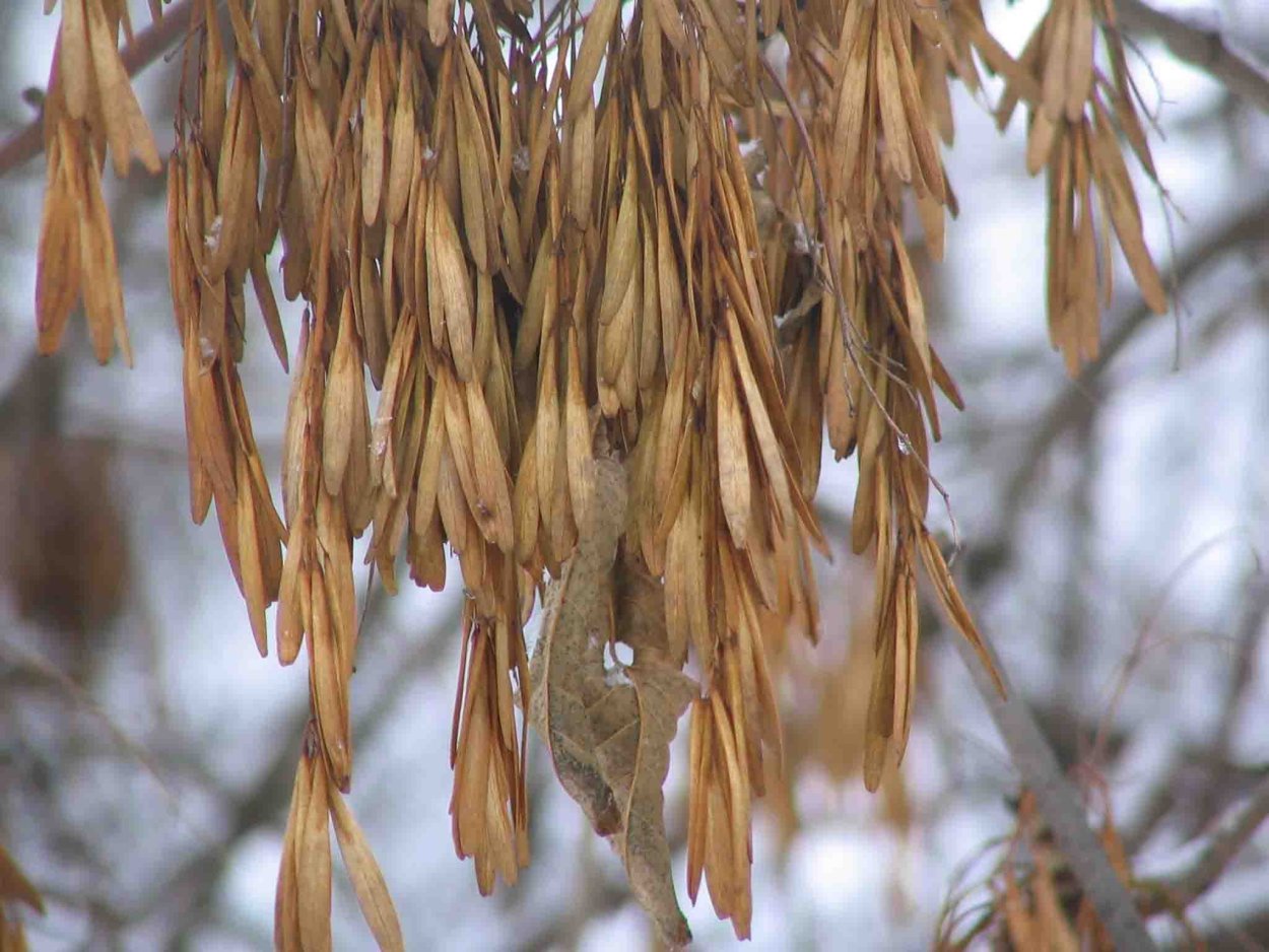 Ясень обыкновенный вертолетики