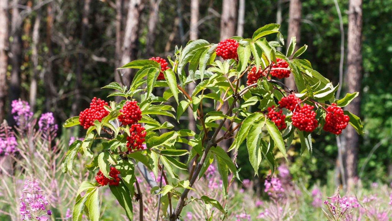 Куст Калина Бузина