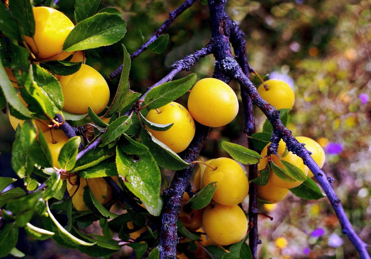 Алыча Крымская