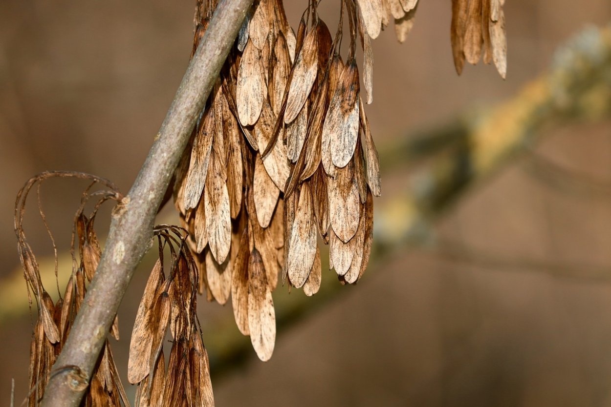 Семена Крылатки ясеня