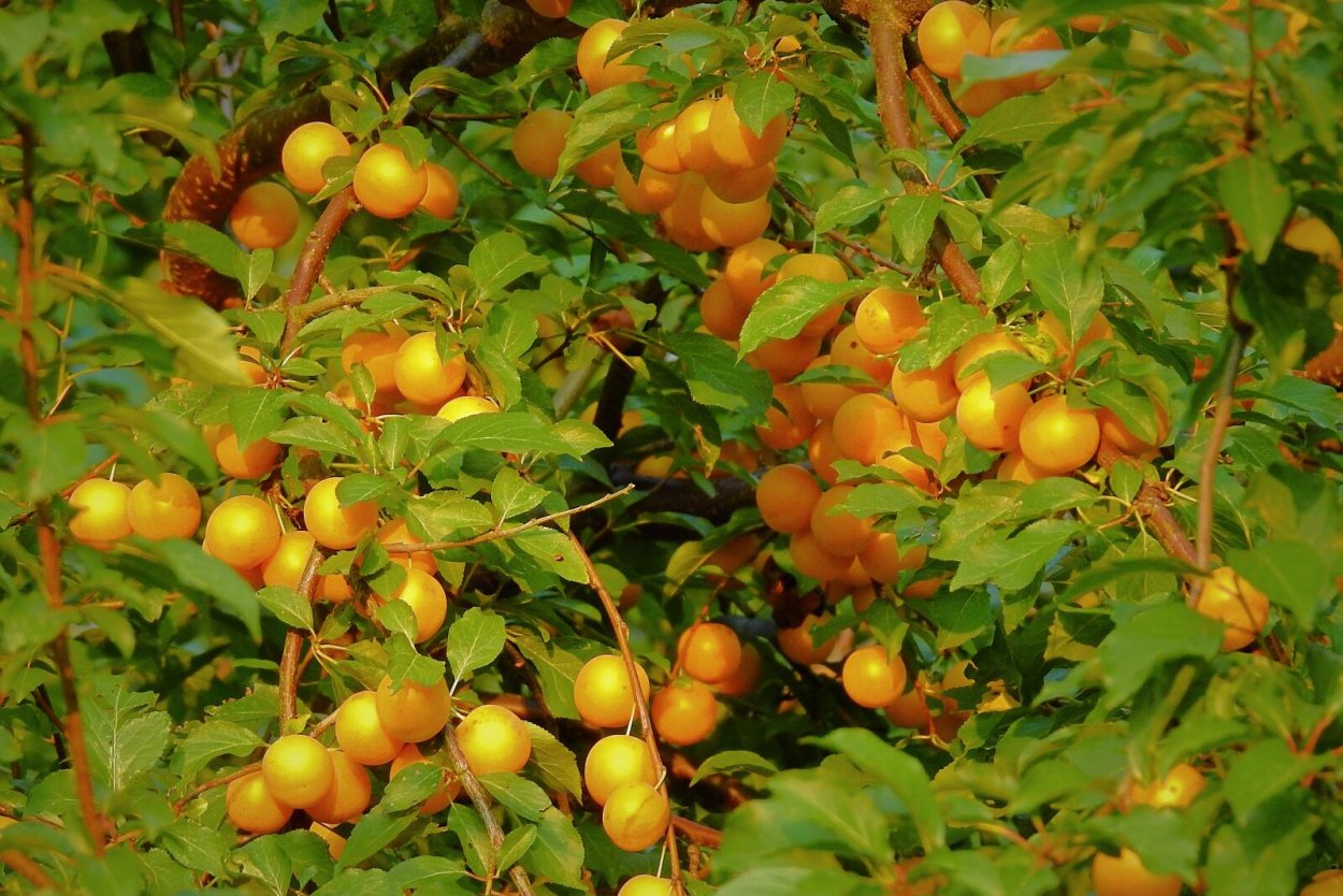 Алыча солнышко