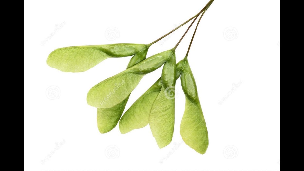 Плод клена на белом фоне