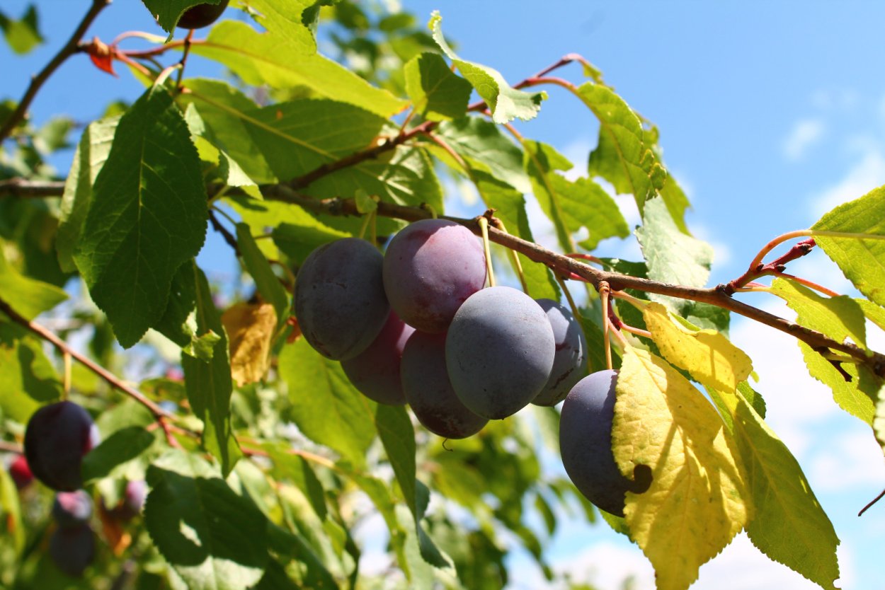 Лесная слива