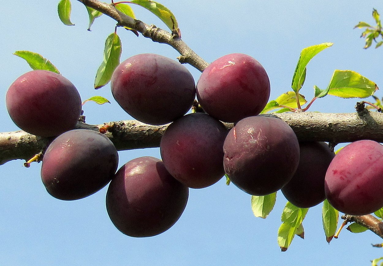 Сорт алычи Кубанская Комета