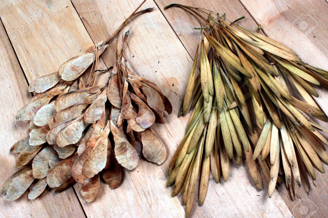 Ясень (Fraxinus) Самарские вертолётные семена