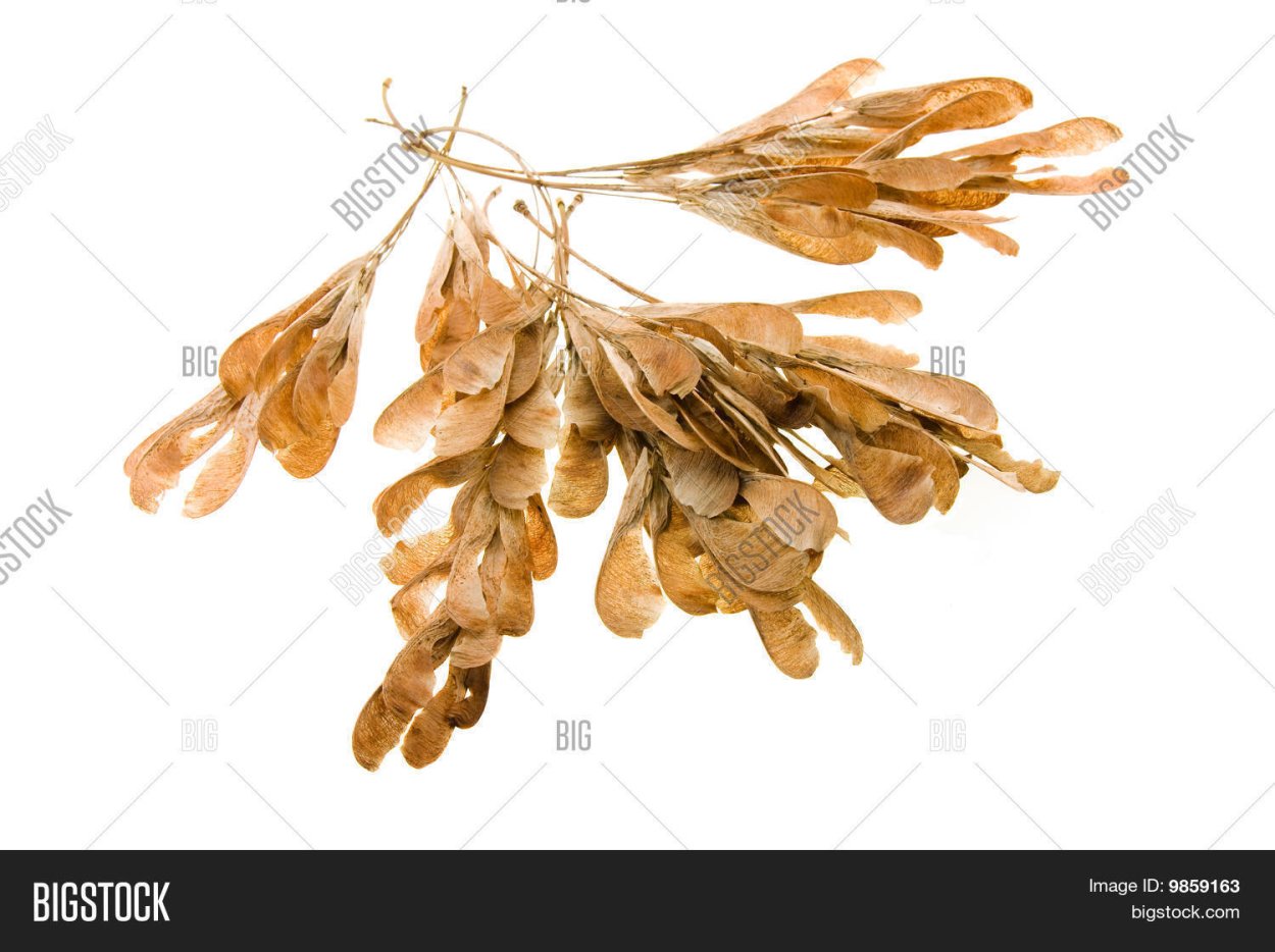 Семена клена на прозрачном фоне