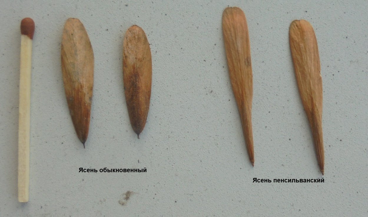 Семена ясеня Пенсильванского