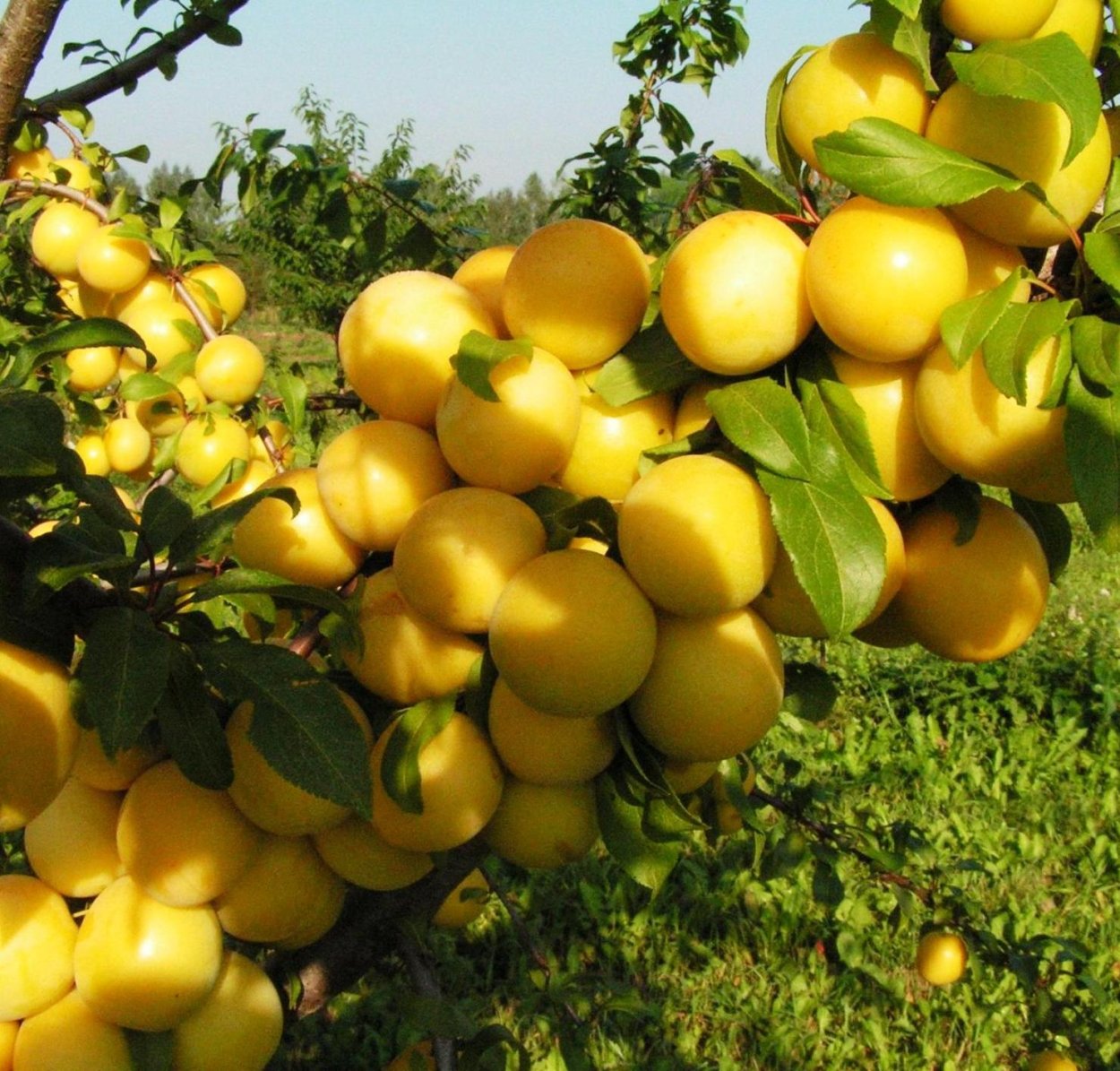 Алыча желтая злато скифов