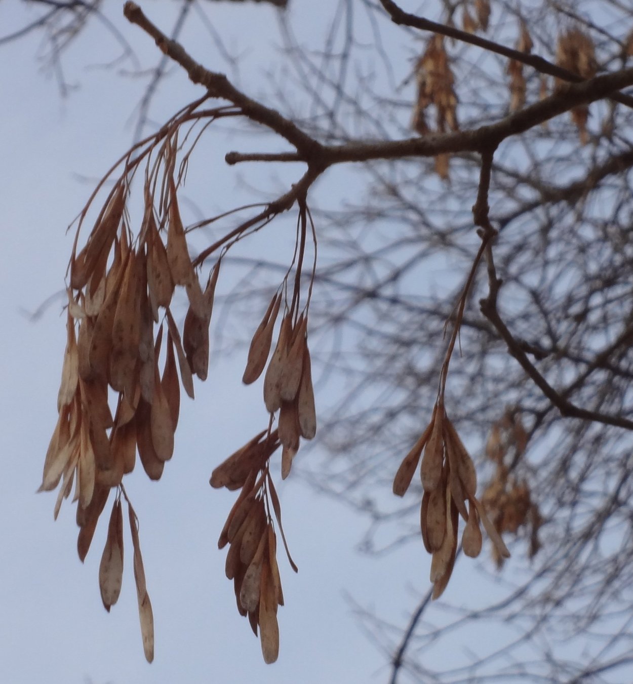 Ясень дерево зимой