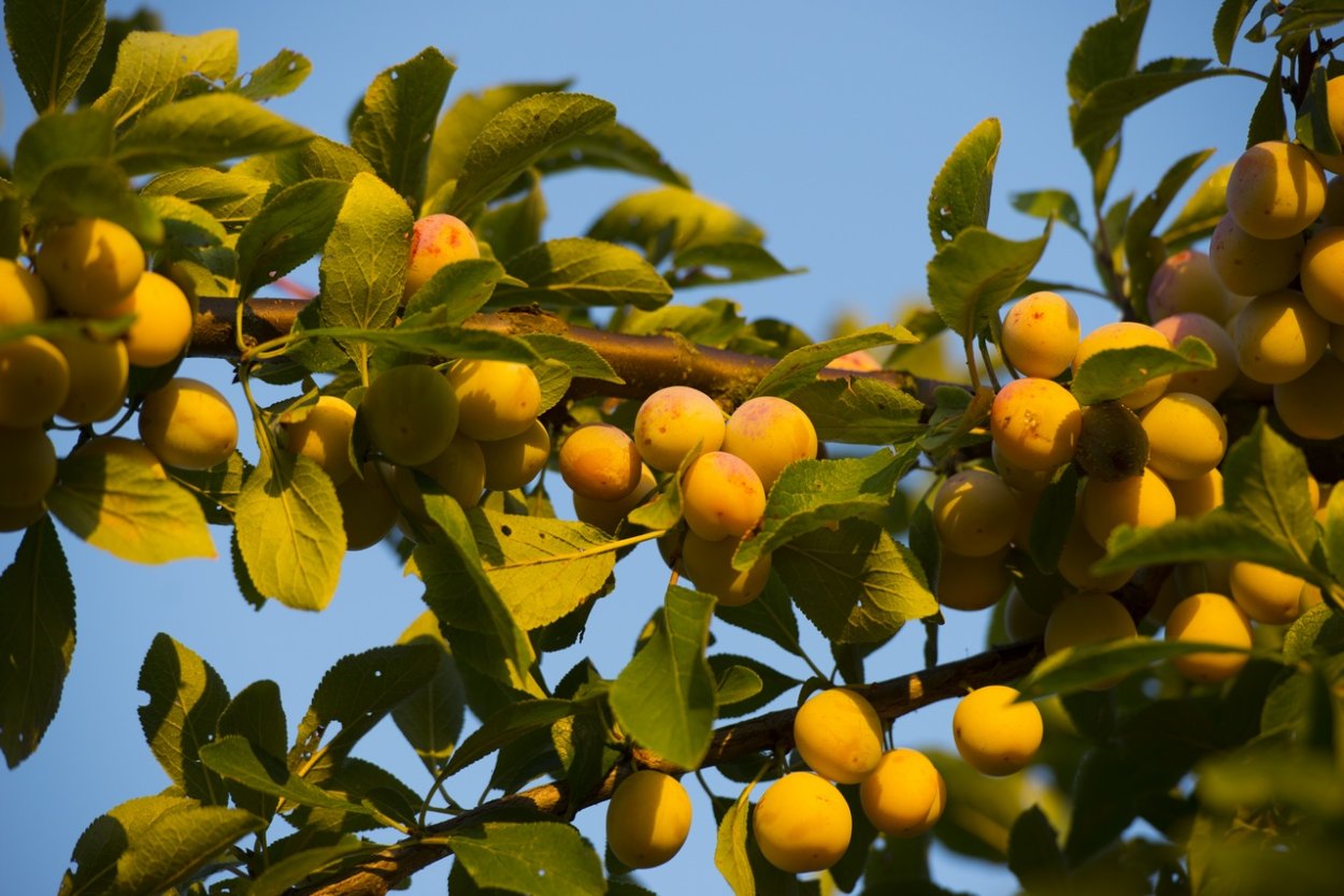 Алыча медовая