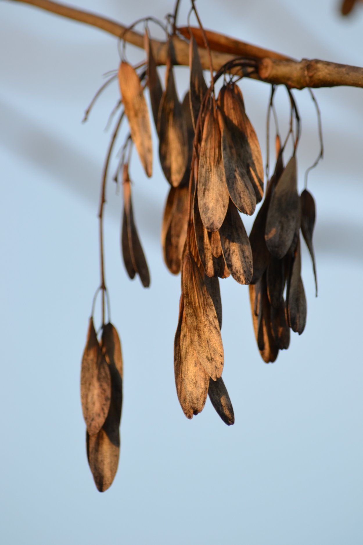 Ясень обыкновенный Крылатки