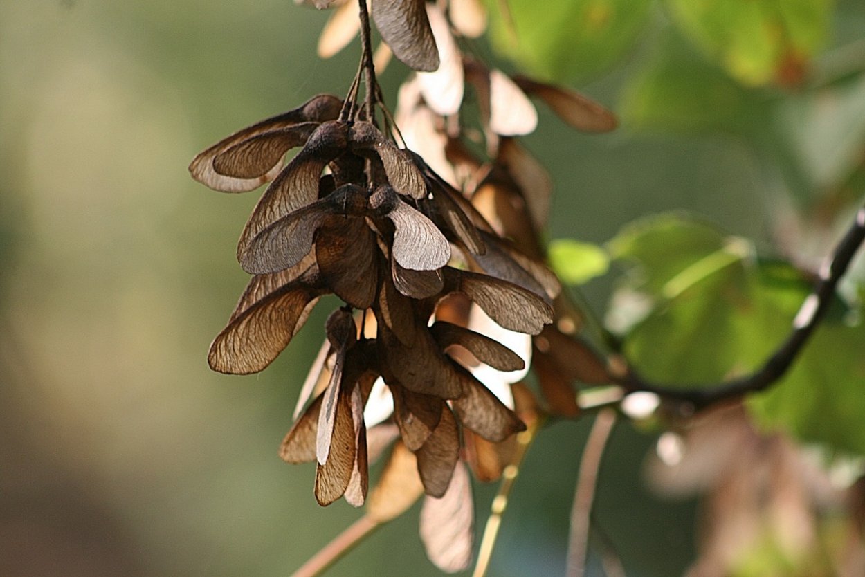Семена Крылатки клена