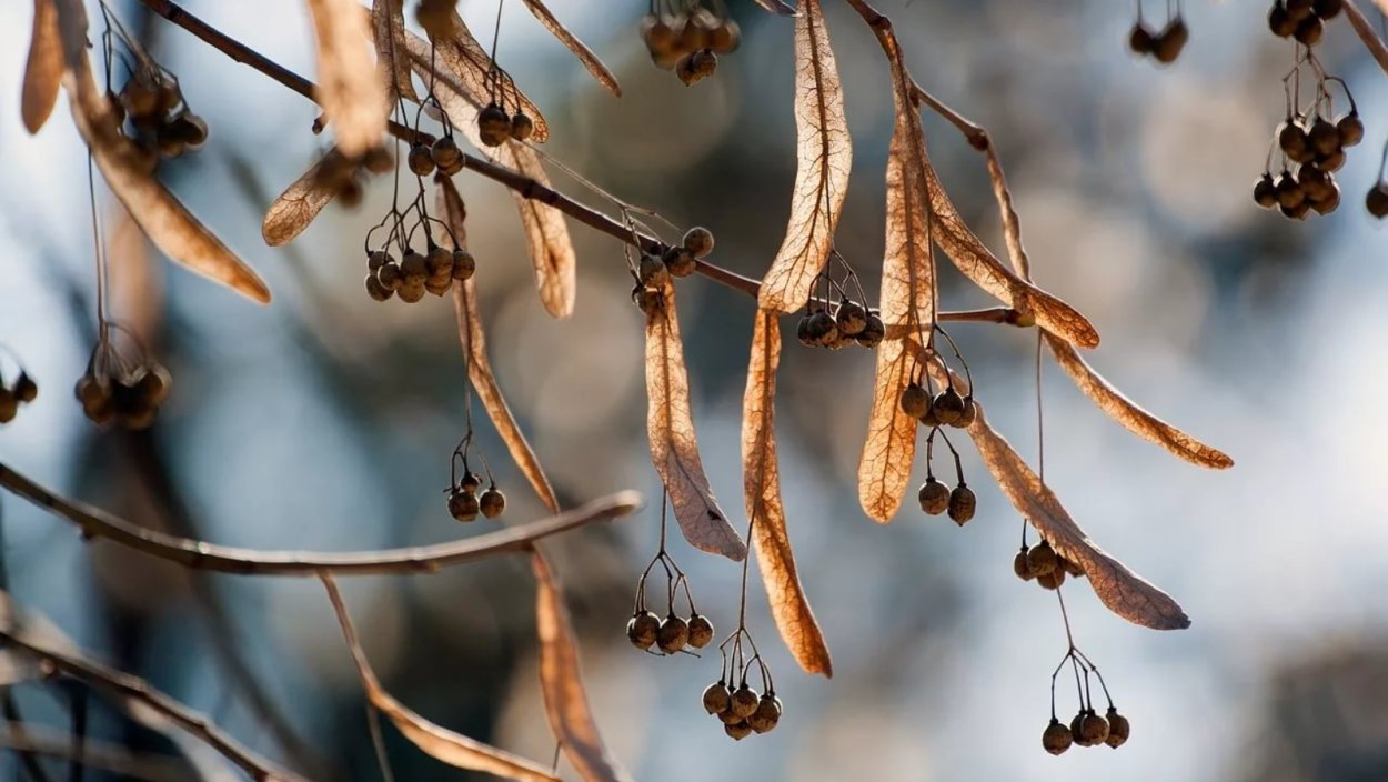 Липа мелколистная семена