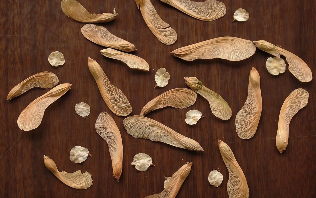 Семена вяза