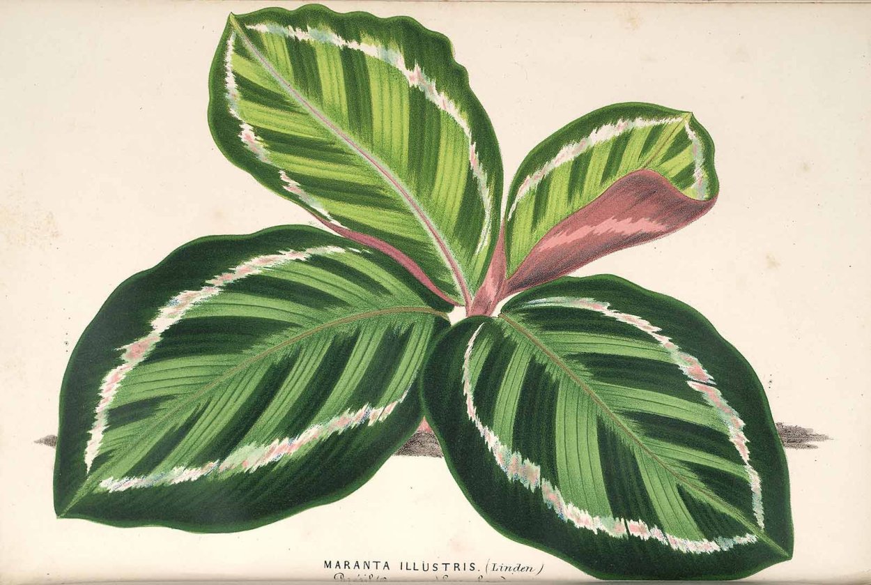 Калатея Вейча Calathea veitchiana