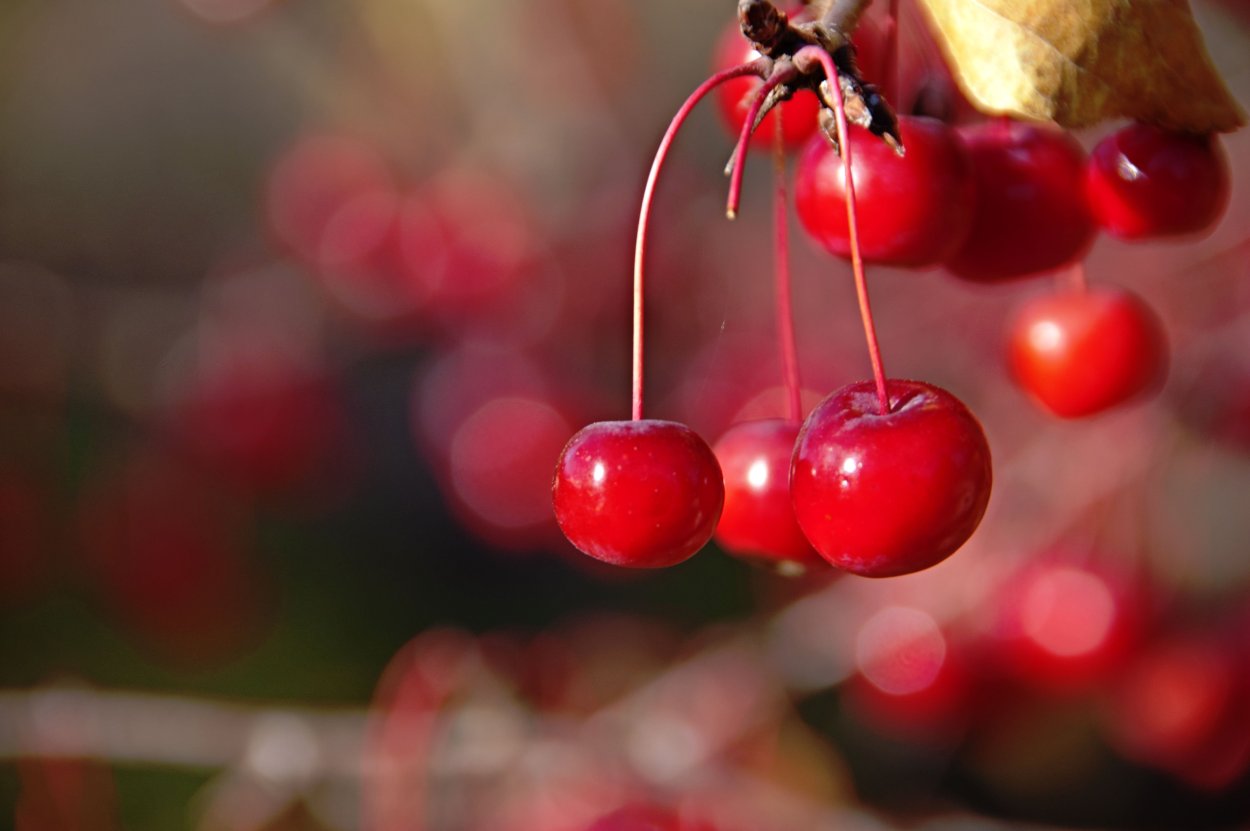 Красная вишня