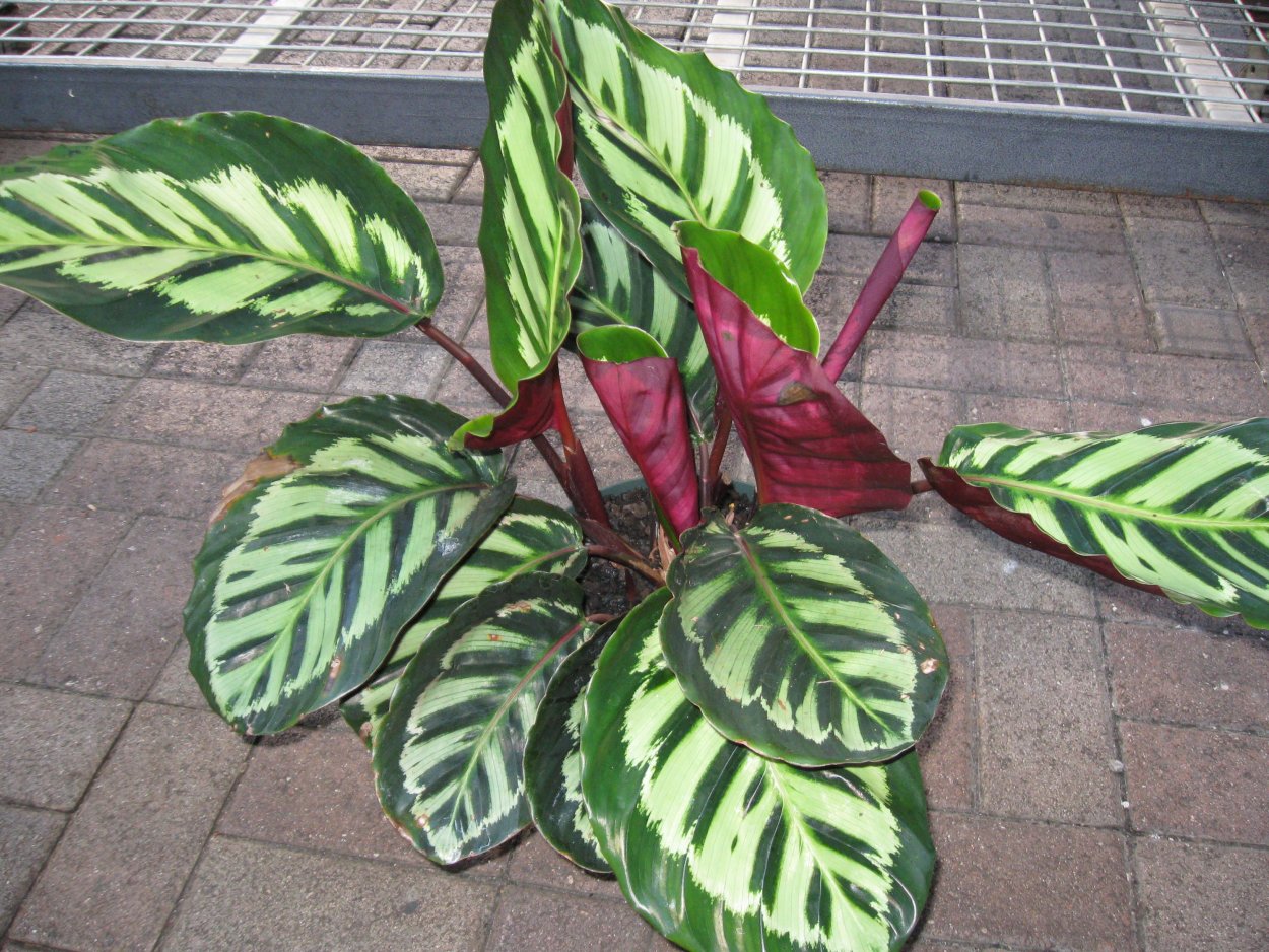 Ботаническая иллюстрация маранта