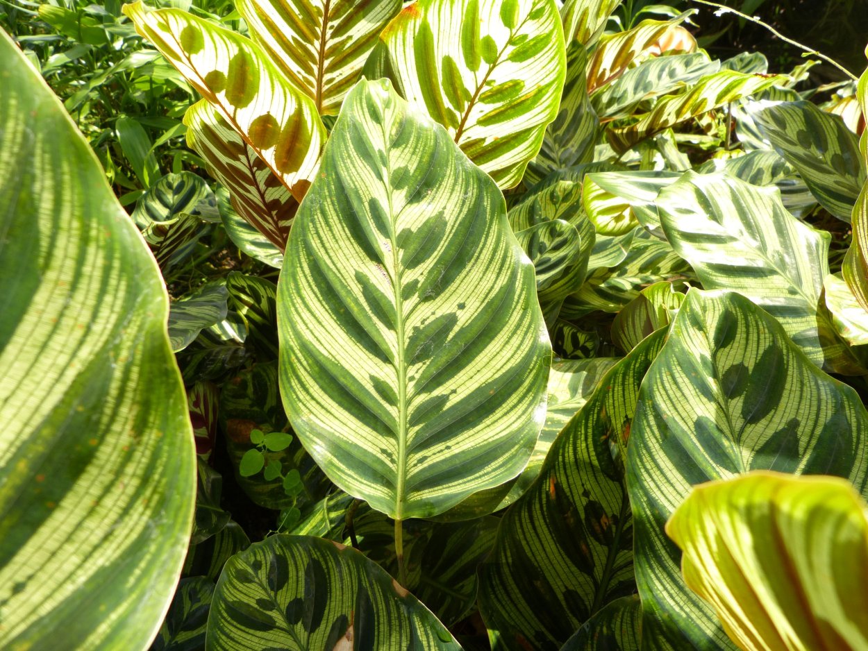 Калатея plowmanii..