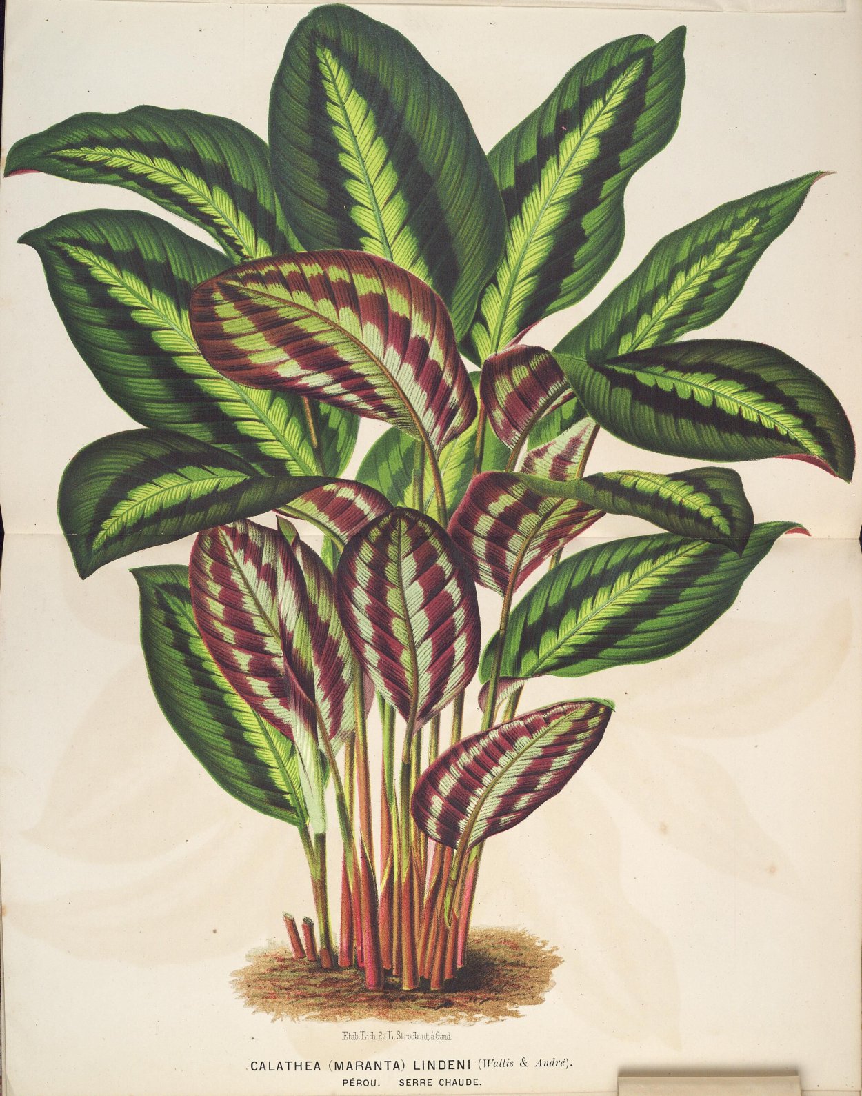Calathea lancifolia Калатея ланцетолистная