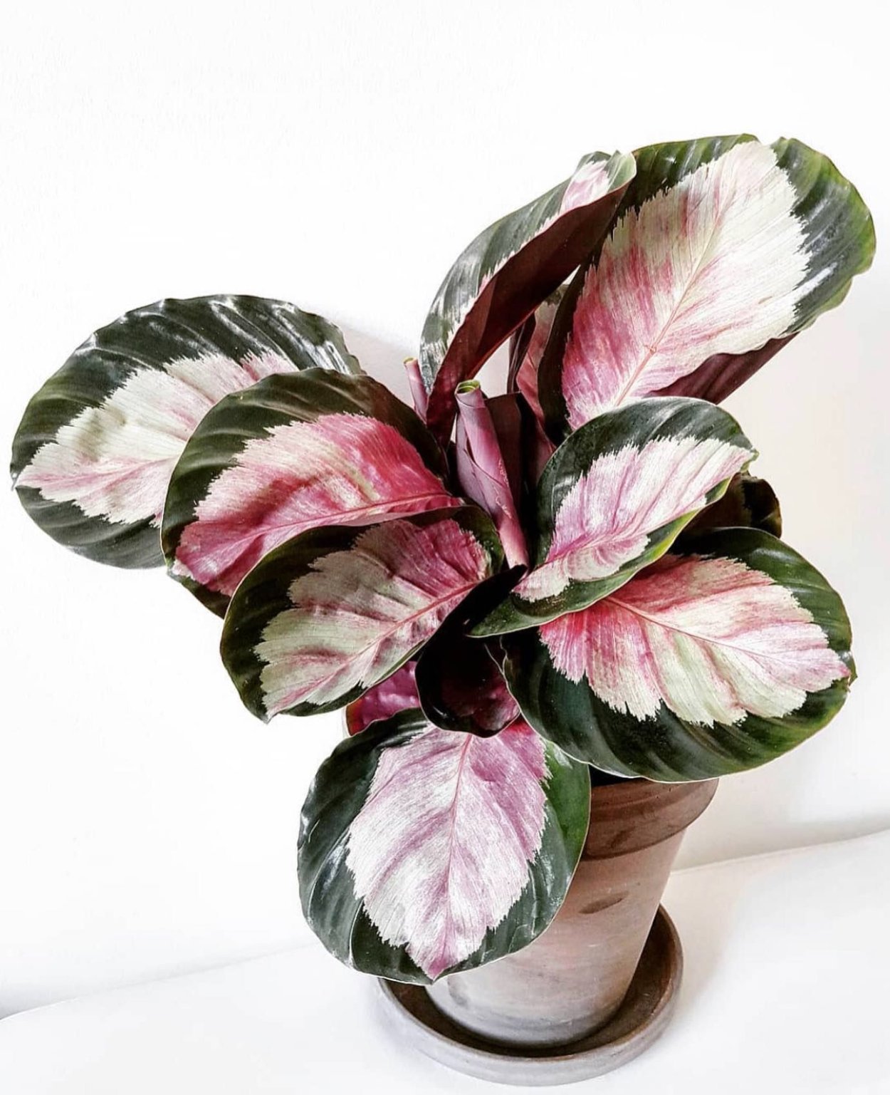 Размножение калатеи медальон