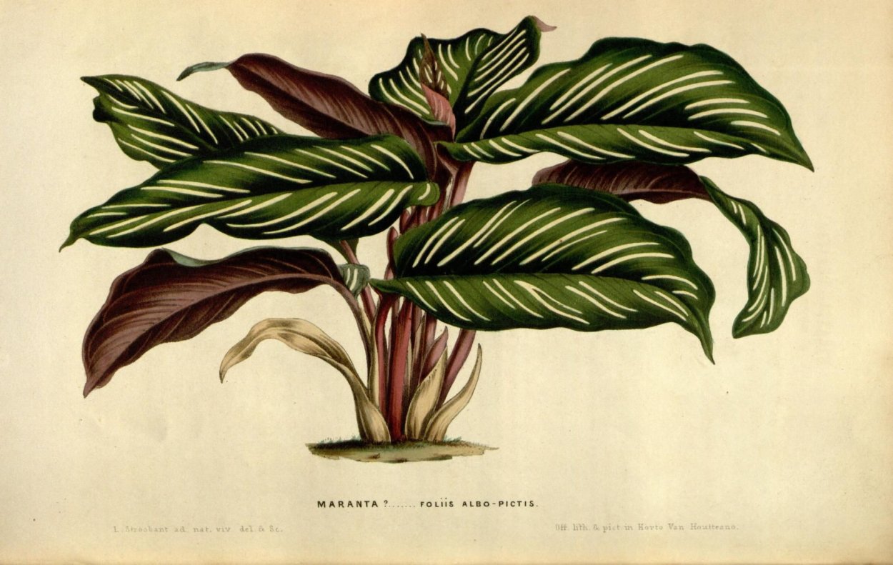 Калатея Peacock