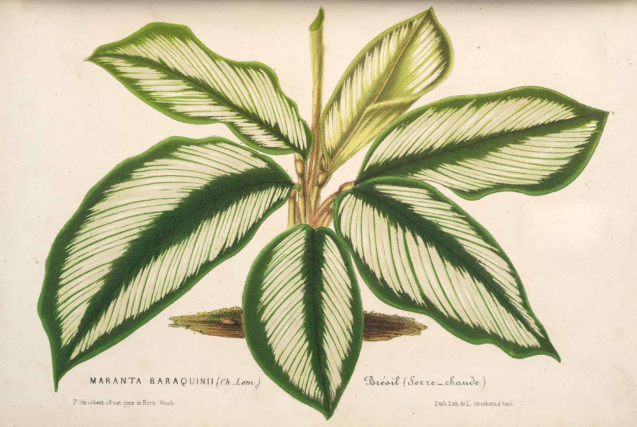 Калатея species Triostar