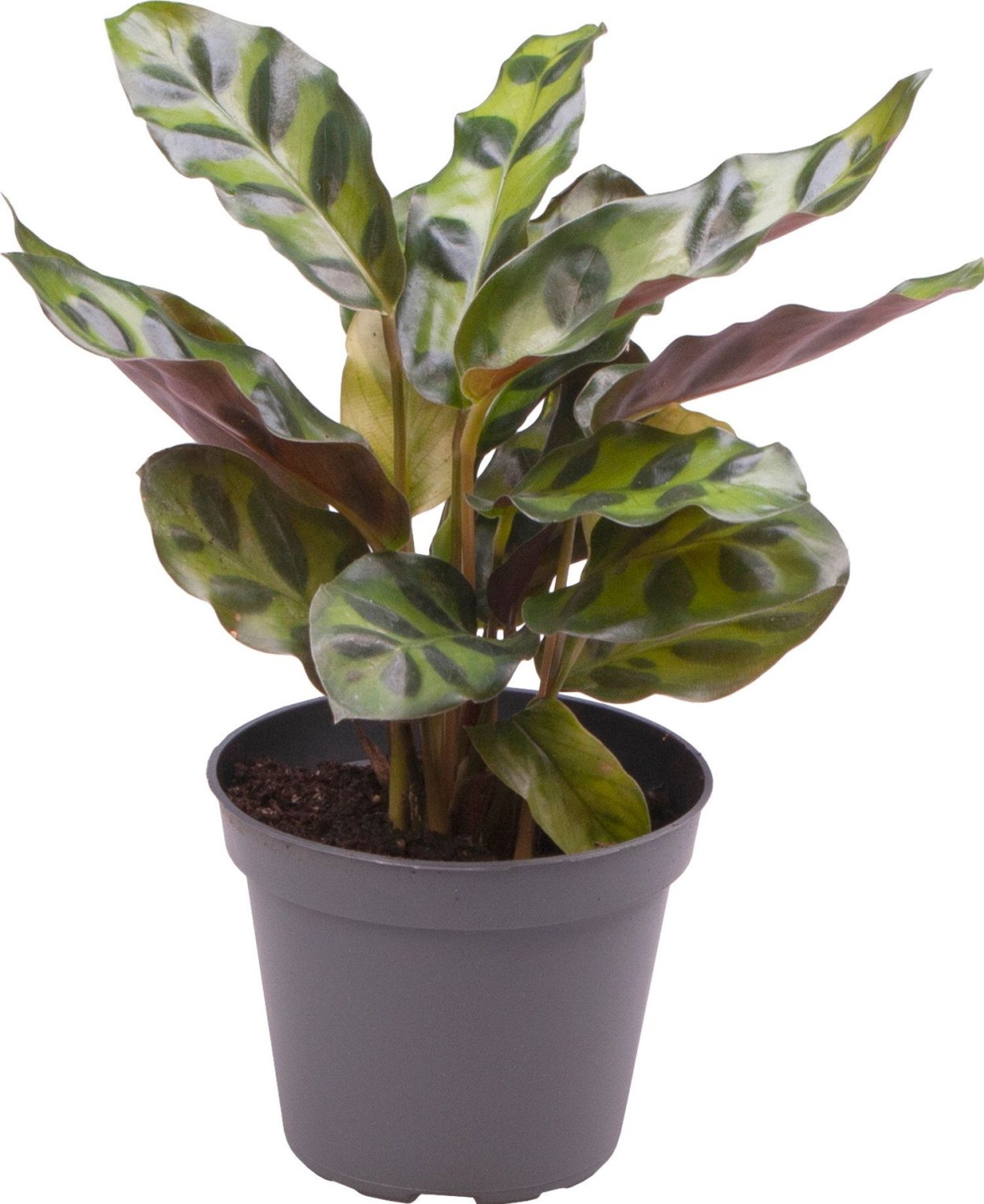 Калатея Элгерграсс