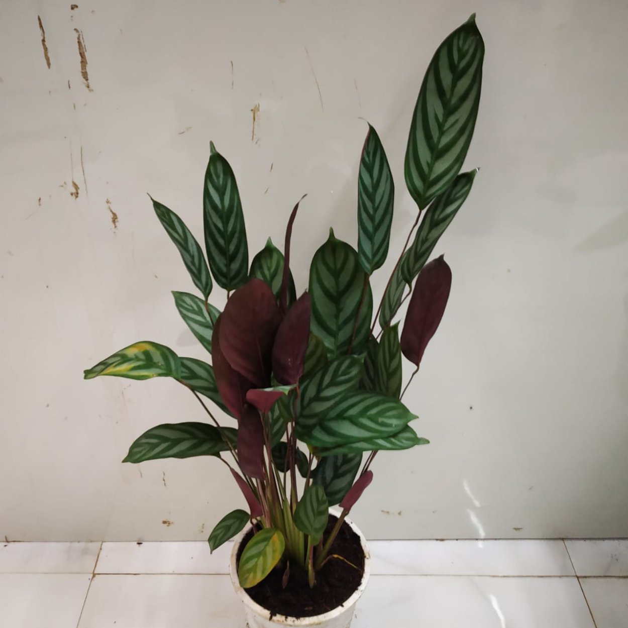 Калатея Плант