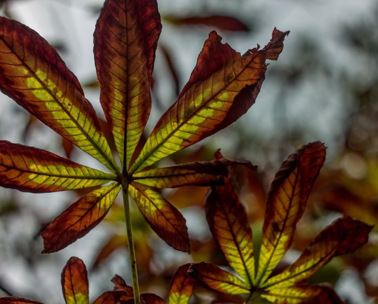 Конский каштан листья осенью