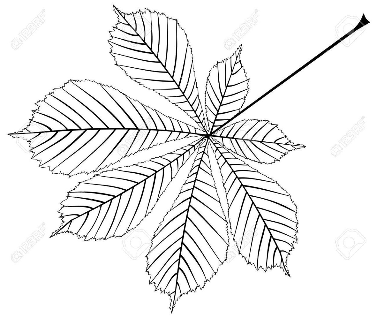 Конский каштан