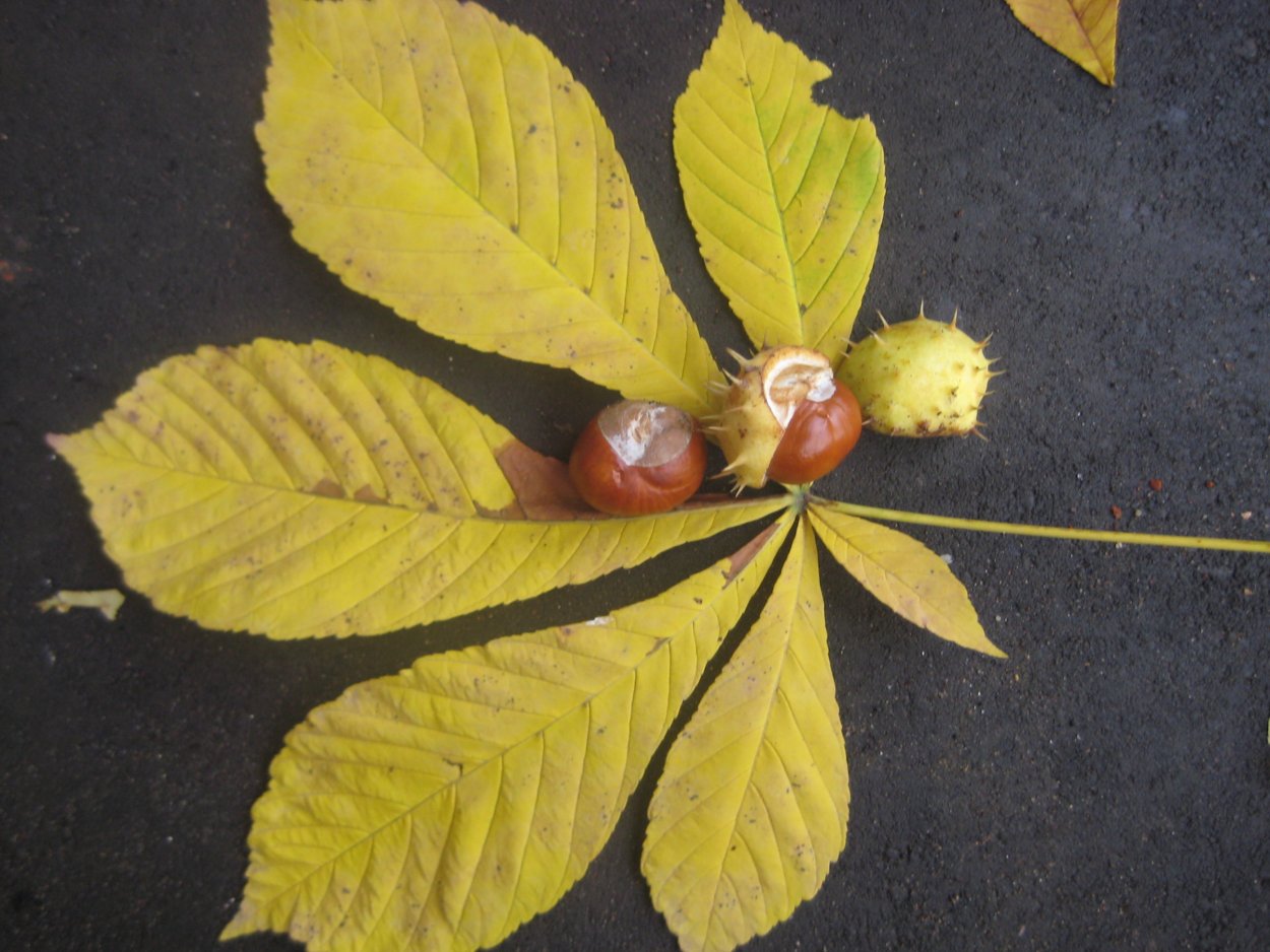 Листик каштана