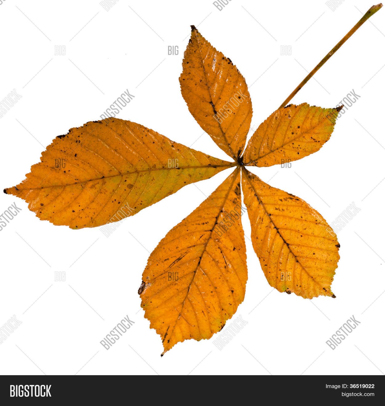 Осенние листья