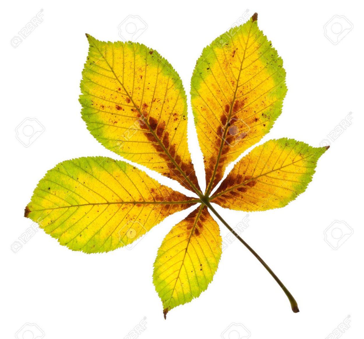 Осенний каштан дерево