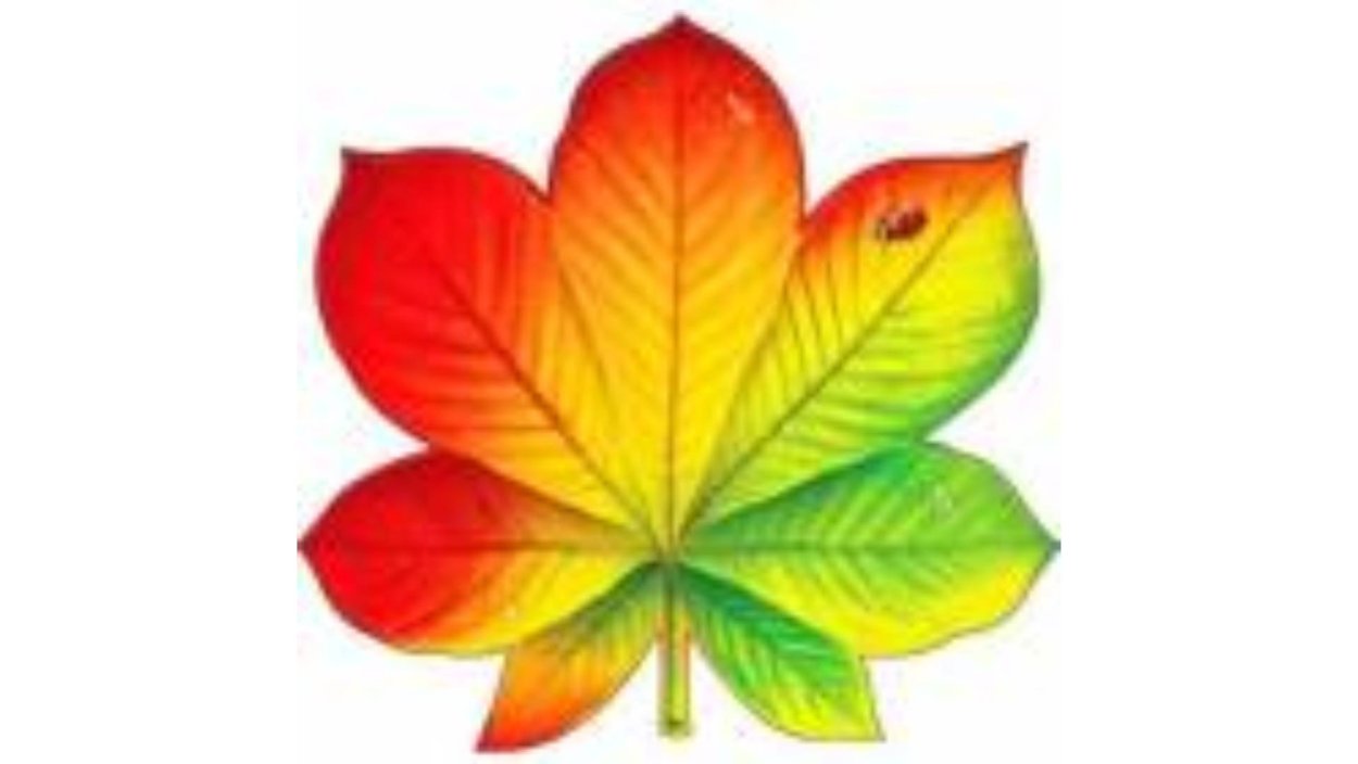 Лист каштана