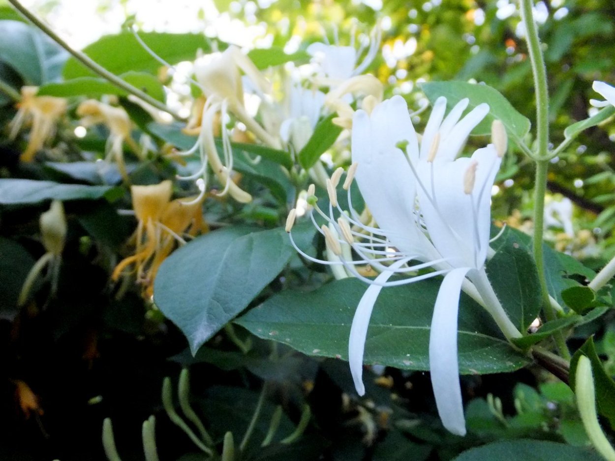 Жимолость каприфоль Джеральда