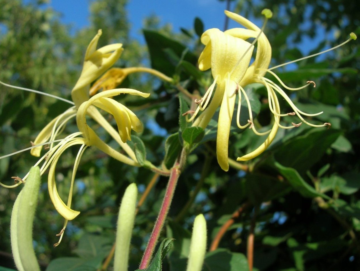 Жимолость джиральда(вечнозеленая)