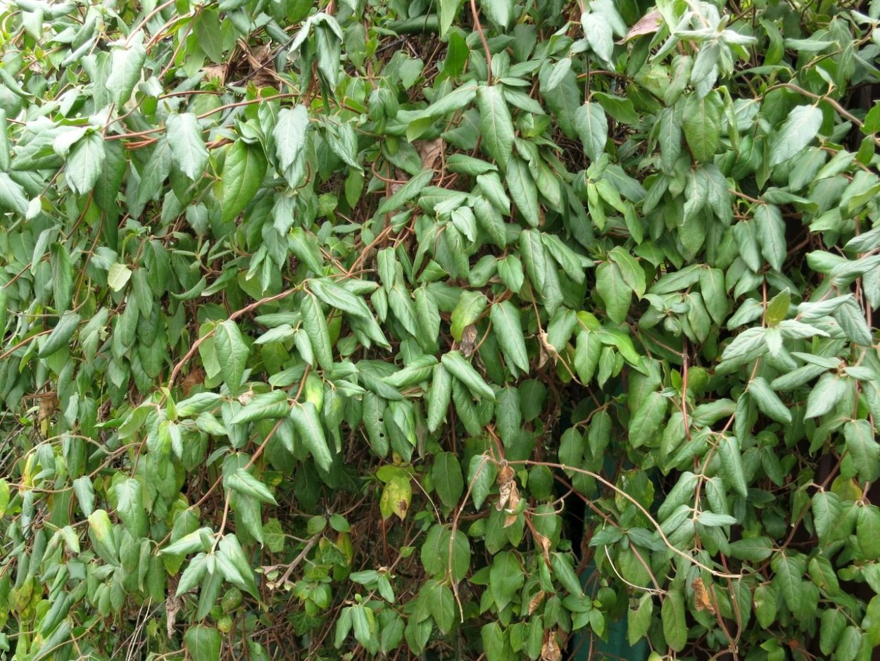 Жимолость Джеральда