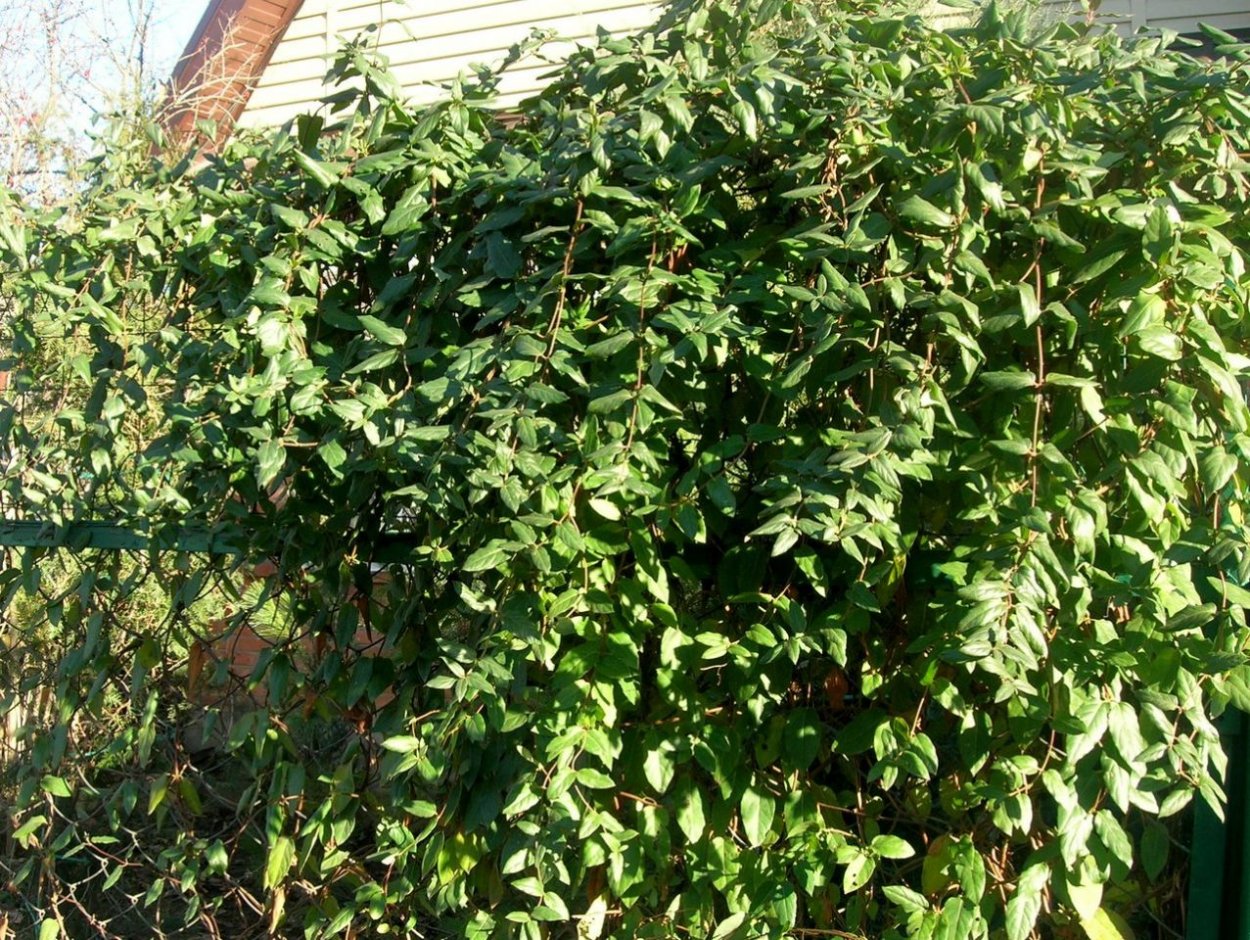 Жимолость каприфоль вечнозеленая