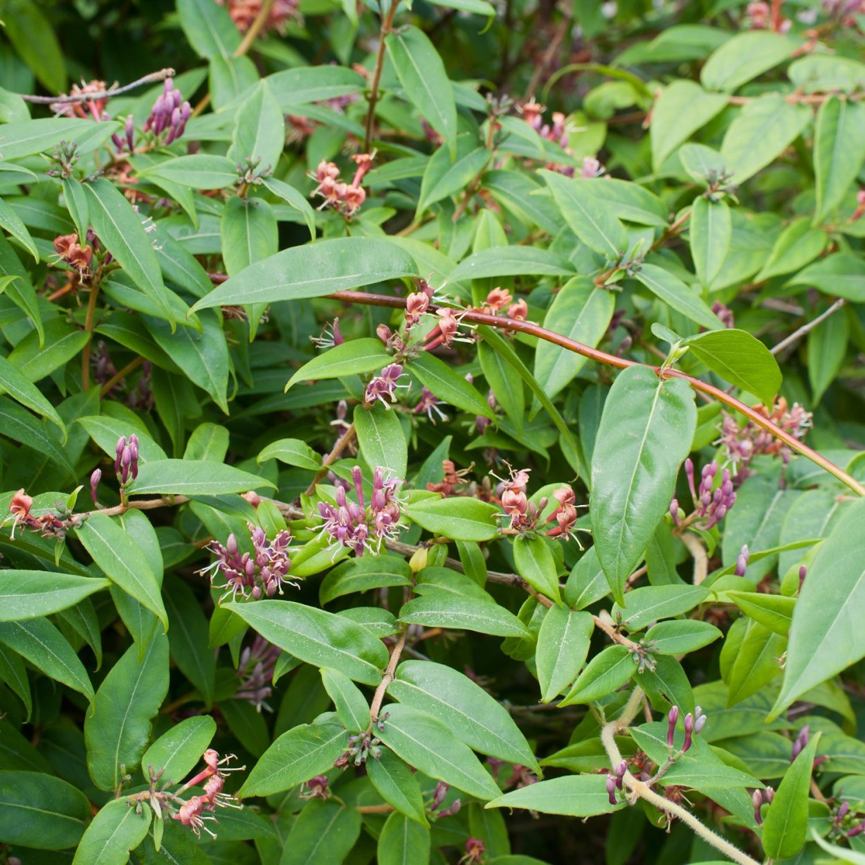 Жимолость Альберта