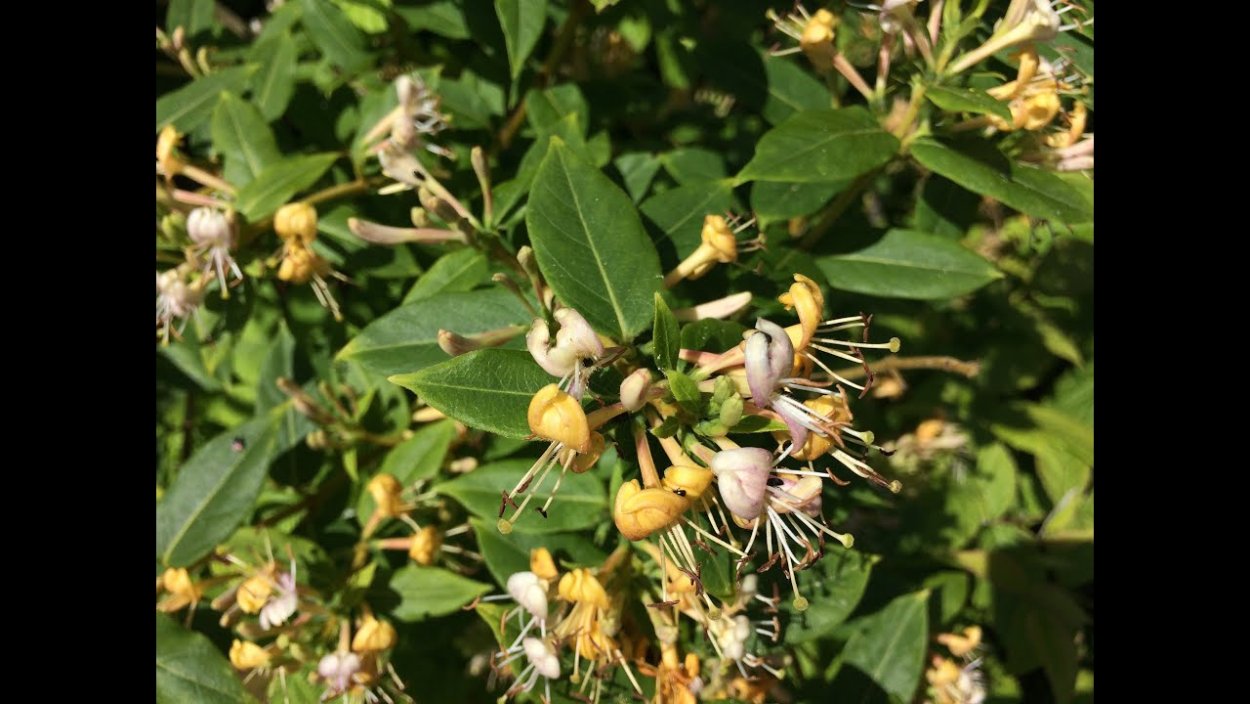 Жимолость Тельмана