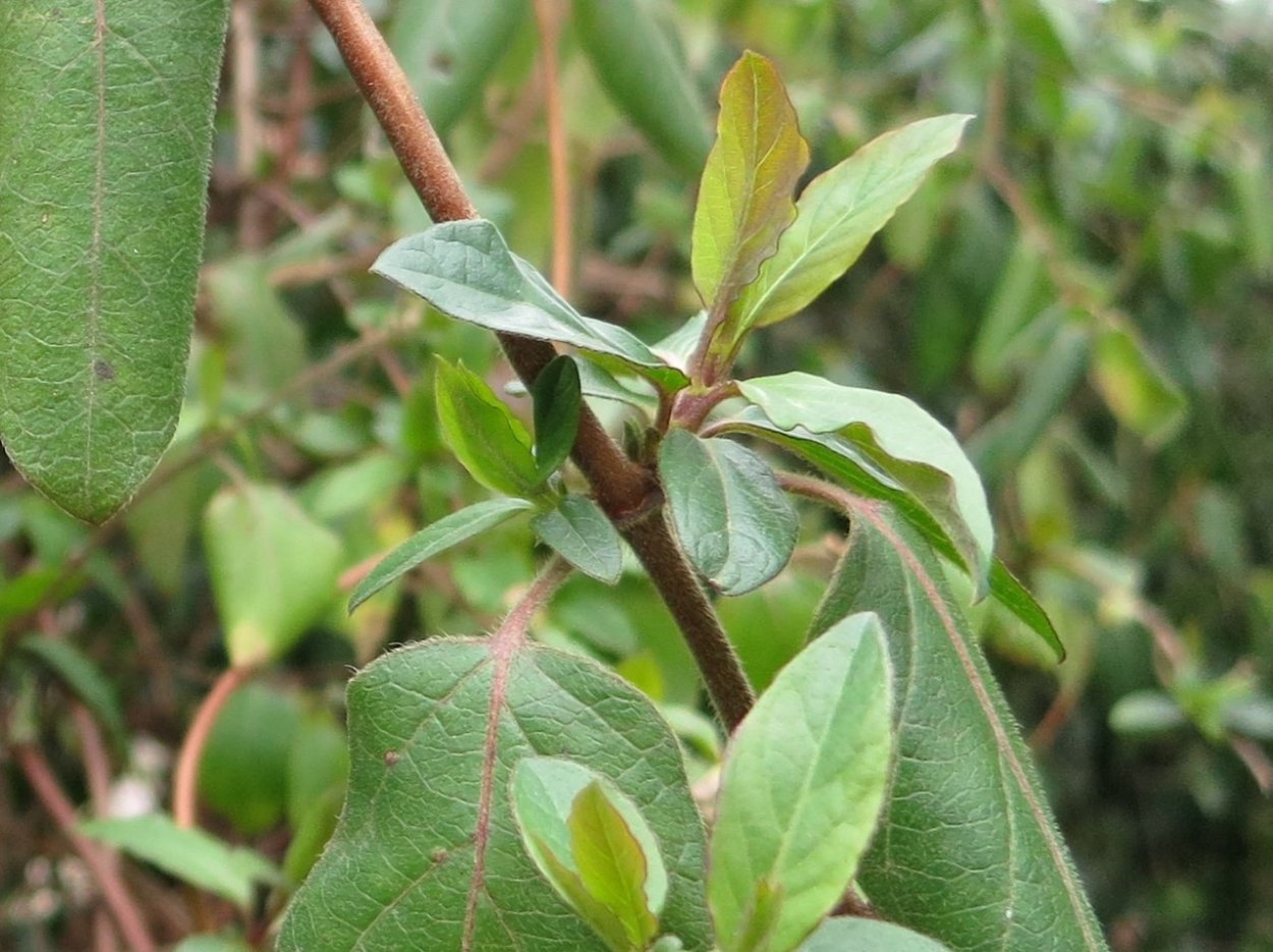 Жимолость каприфоль Джеральда