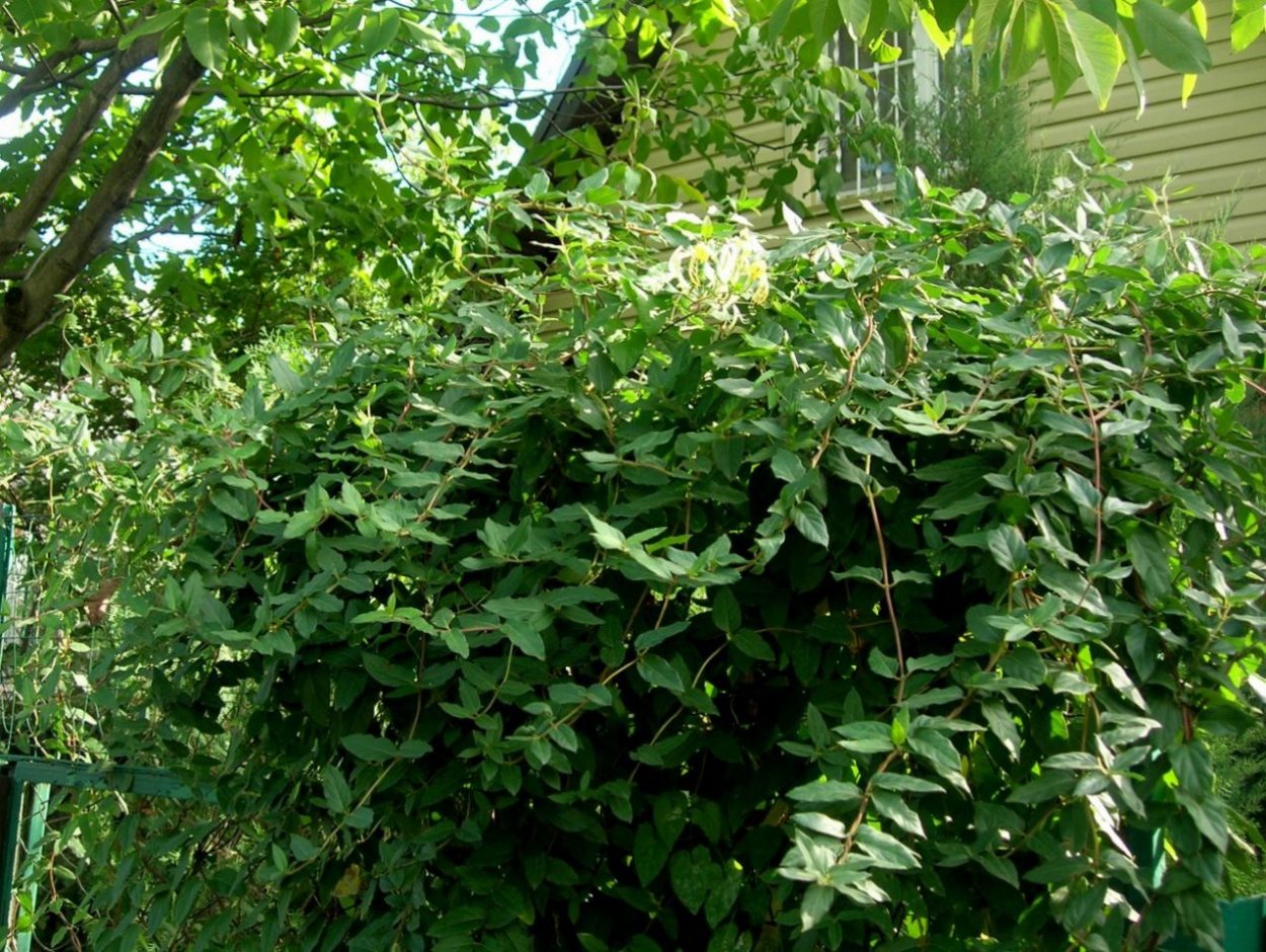 Жимолость вечнозеленая Генри