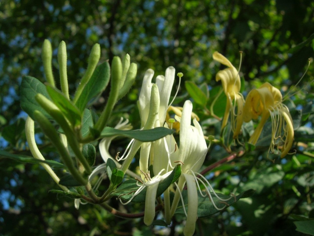 Жимолость Джеральда (Lonicera giraldii)